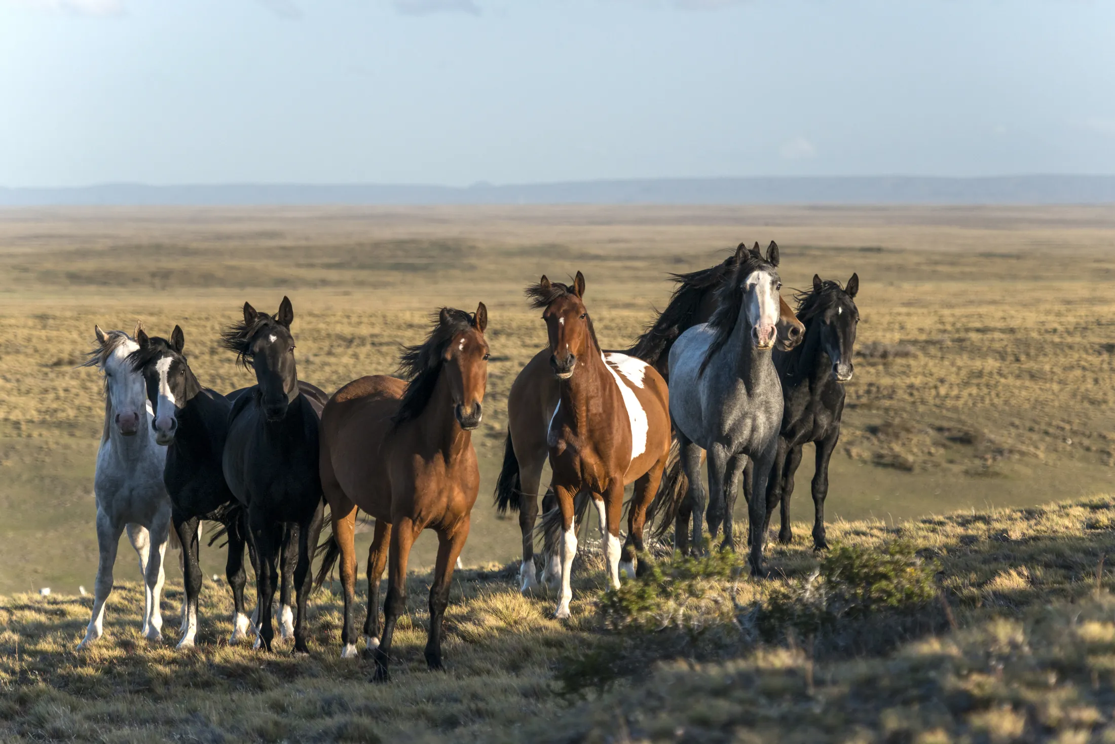 Caballos Patagonia - Impresión fine art y enmarcado profesional en Chile